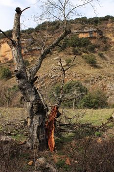 Tree with dry trunk among vegetation in Spring in Alcaraz mountains, Spain.