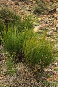 Equisetum Arvense plant texture in the mountain