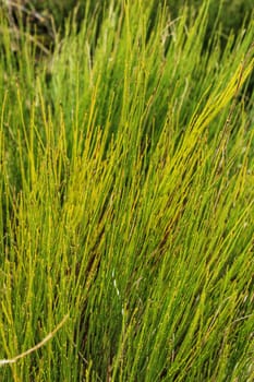 Equisetum Arvense plant texture in the mountain