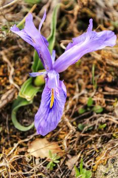 Purple bearded Iris flower in the mountain in Spain