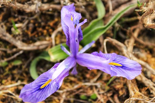 Purple bearded Iris flower in the mountain in Spain