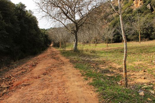 Mountain landscape and path between with green vegetation in spring in Castilla la Mancha, Spain