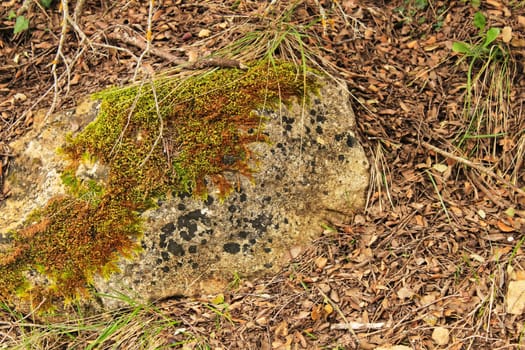 Colorful texture of moss on gray stone in Alcaraz