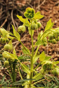 Helleborus Foetidus plant in the mountain in Spring