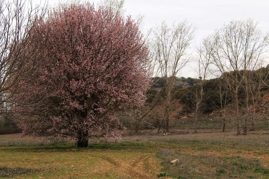 Pink cherry blossom in the mountain under gray sky in spring