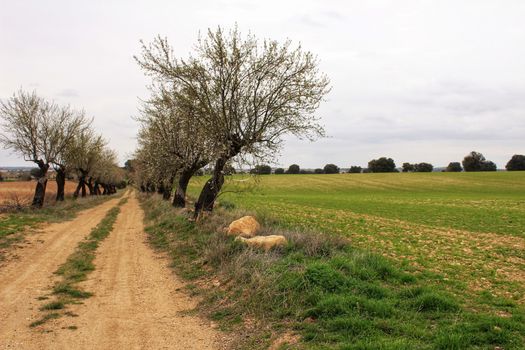 Green meadow landscape and path with trees in a row in Castile-la Mancha community, Spain