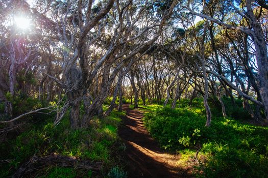 The start of the Two Bays Walking Track from near Cape Schanck Lighthouse on the Mornington Peninsula in Victoria, Australia