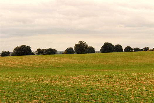 Green meadow landscape with oak trees under cloudy sky in Castilla La Mancha, Spain