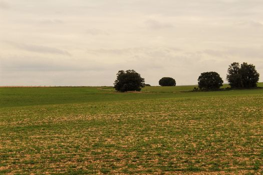 Green meadow landscape with oak trees under cloudy sky in Castilla La Mancha, Spain