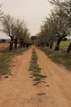 Green meadow landscape and path with trees in a row in Castile-la Mancha community, Spain