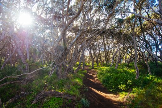 The start of the Two Bays Walking Track from near Cape Schanck Lighthouse on the Mornington Peninsula in Victoria, Australia
