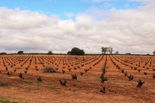 Landscape of vineyards with red land under gray sky in Castilla la Mancha, Spain