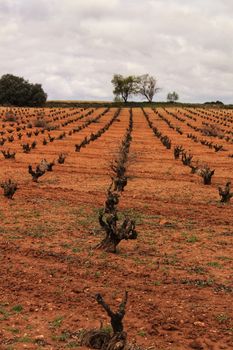 Landscape of vineyards with red land under gray sky in Castilla la Mancha, Spain