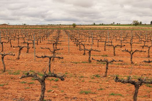 Landscape of vineyards with red land under gray sky in Castilla la Mancha, Spain