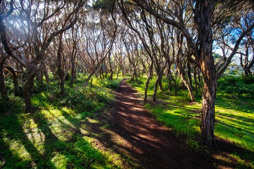 The start of the Two Bays Walking Track from near Cape Schanck Lighthouse on the Mornington Peninsula in Victoria, Australia