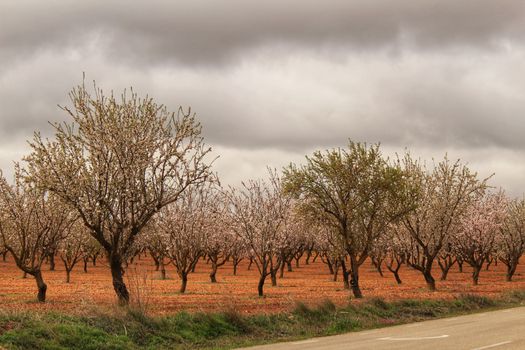 Almond trees in bloom under gray sky in Albacete, Spain