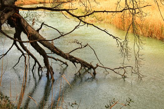 Tree with roots in the water and reflections in the river Cabriel