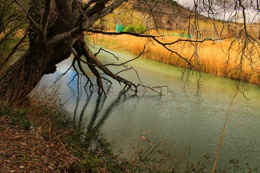 Tree with roots in the water and reflections in the river Cabriel