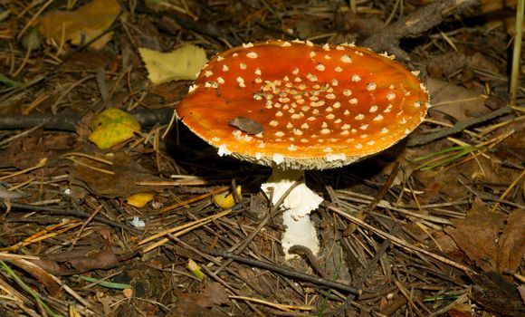 A large fly agaric among fir needles and foliage
