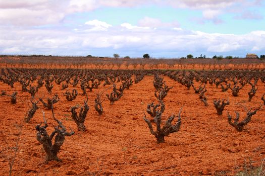 Landscape of vineyards with red land under gray sky in Castilla la Mancha, Spain