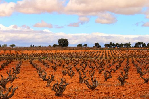 Landscape of vineyards with red land under gray sky in Castilla la Mancha, Spain