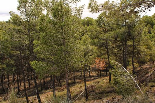 Colorful and leafy Pine forest in the mountain in spring