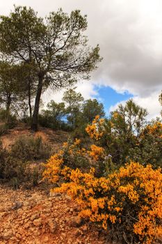 Yellow retama sphaerocarpa, wild rosmarinus officinalis and pines in the mountain under cloudy sky