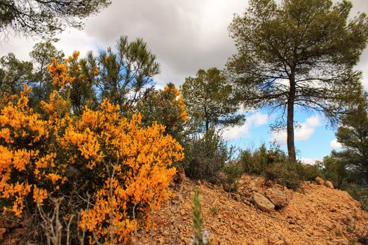 Yellow retama sphaerocarpa, wild rosmarinus officinalis and pines in the mountain under cloudy sky