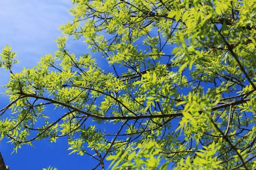 Colorful green leaves under blue sky
