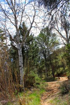 Pine forest in the mountains of Castilla La Mancha, Spain