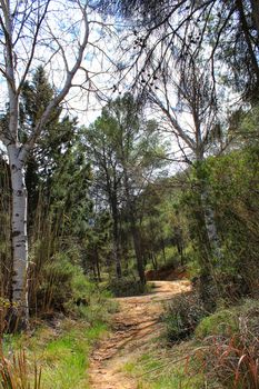 Pine forest in the mountains of Castilla La Mancha, Spain