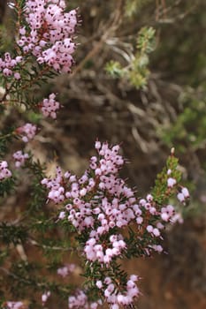 Erica Canaliculata pink flowers in the mountain in Spring