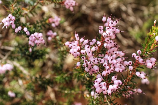 Erica Canaliculata pink flowers in the mountain in Spring