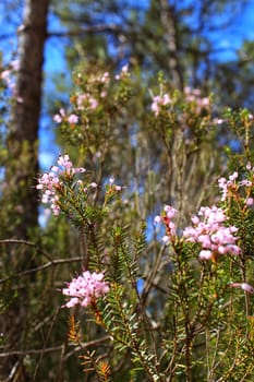 Erica Canaliculata pink flowers in the mountain in Spring