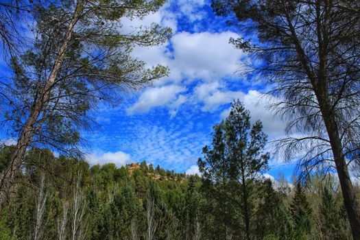 Leafy forest under blue sky in Castilla la Mancha, Spain