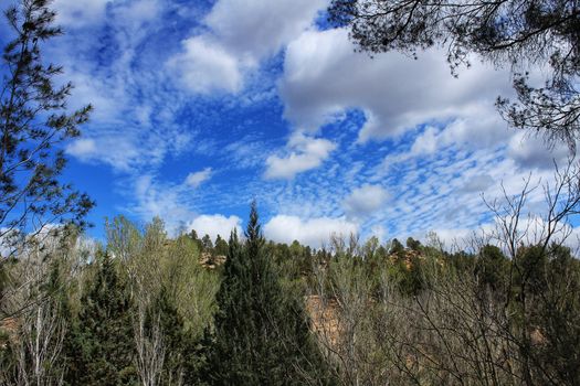 Leafy forest under blue sky in Castilla la Mancha, Spain