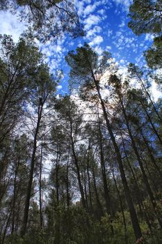 Leafy forest under blue sky in Castilla la Mancha, Spain