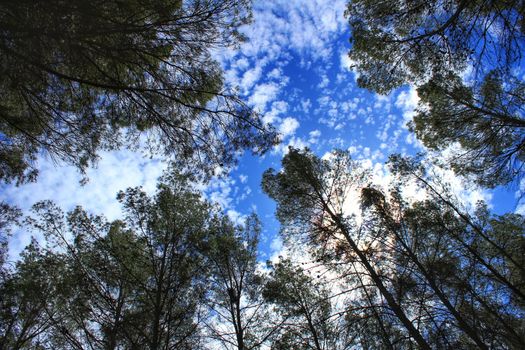 Leafy forest under blue sky in Castilla la Mancha, Spain