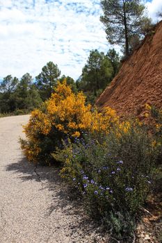 Yellow retama sphaerocarpa, wild rosmarinus officinalis and pines in the mountain under cloudy sky