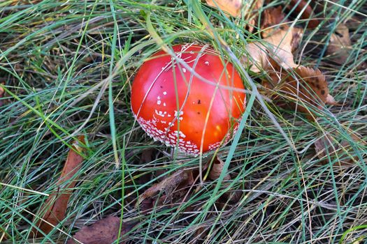 Red poisonous mushroom Amanita muscaria known as the fly agaric or fly amanita in green grass