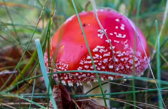 Red poisonous mushroom Amanita muscaria known as the fly agaric or fly amanita in green grass