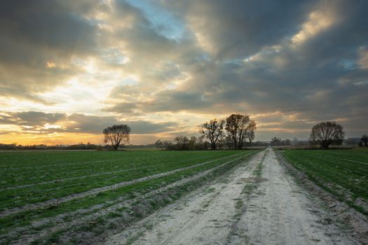 Dirt road through field with winter grain, clouds on sky, october rural landscape