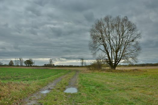 Dirt road, tree in the meadow and cloudy sky, october view