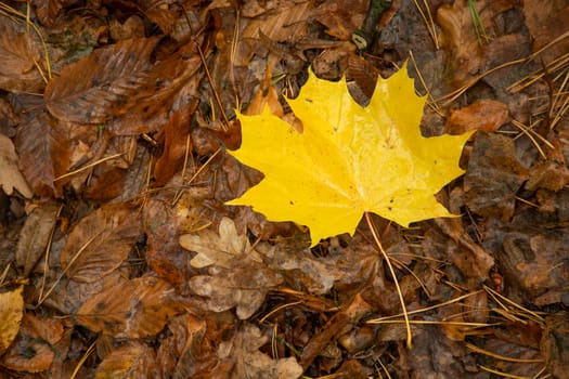Wet yellow maple leaf on a background of brown leaves, october view