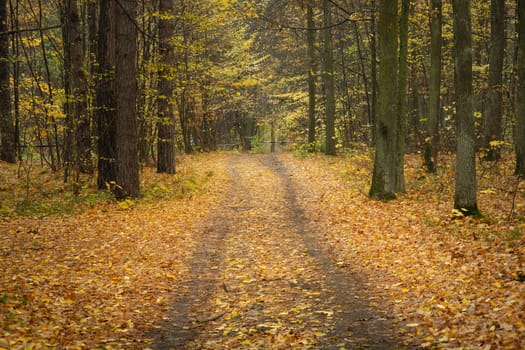Fallen leaves on the road through the forest, october view