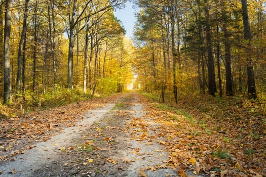 Leaves on the way through the autumn yellow sunny forest