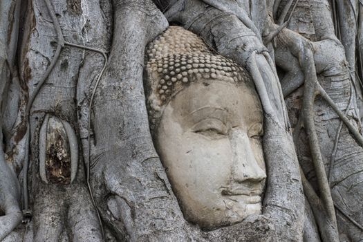 wonders of nature,The Head of The Sandstone Buddha image in tree roots at Wat Mahathat Ayutthaya Thailand