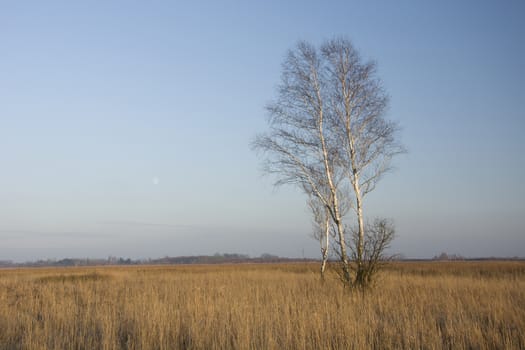 Lonely tree without leaves, dry yellow grass in the meadow and blue sky