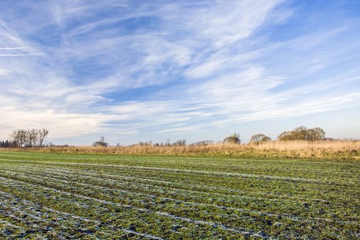 Frozen water and frost on a green field with winter grain, white clouds on the sky, january view