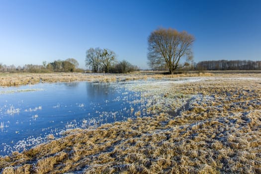 White frost and frozen puddle on the meadow, tree and blue sky